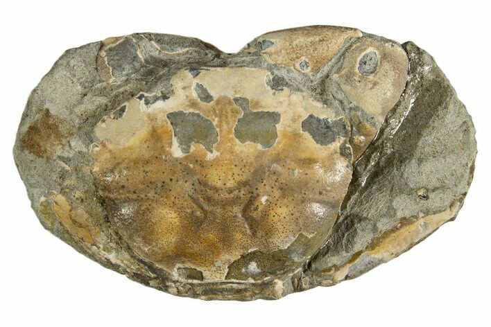 Oligocene Fossil Crab (Branchioplax) - Washington State #338072